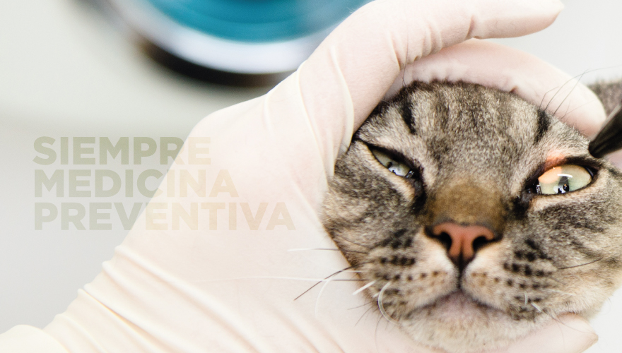 banner medicina t